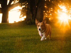 Read more about the article Pet treats: our picks & favourite recipes